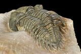 Metacanthina Trilobite - Lghaft, Morocco #153897-5